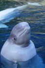 Beluga-Wal guckt aus blauem Wasser, Nahaufnahme. — Stockfoto