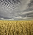 Éoliennes dans un champ de campagne près de Trochu, Alberta — Photo de stock