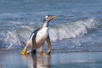 Pingouin de Gentoo marchant de l'eau de mer aux îles Malouines, océan Atlantique Sud — Photo de stock