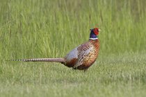 Чоловічий кільцеподібний фазан, що стоїть у зеленій траві . — стокове фото