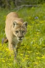 Cougar marchant dans la prairie avec des fleurs sauvages de printemps . — Photo de stock