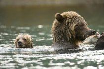 Grizzlybär mit Jungtier schwimmt und isst Lachs in Chilko River, Britisch Columbia, Kanada — Stockfoto
