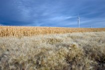 Сельское поле с ветряными турбинами рядом с Трочу, Альберта — стоковое фото