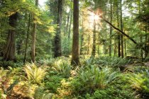 Backlit and foliage of Cathedral Grove, Vancouver Island, British Columbia, Canada — Stock Photo