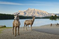 Крупная овца на озере Два Джек в Банфском национальном парке, Альберта, Канада — стоковое фото