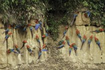 Aras rouges et verts mangeant de l'argile à la roche de lèche d'argile dans le parc national de Manu, Pérou . — Photo de stock