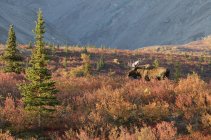 Bullenelche während der Brunftzeit im Tundra-Wald, Denali-Nationalpark, Alaska, Vereinigte Staaten von Amerika. — Stockfoto