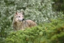 Lobo en el follaje del bosque de primavera de Montana, EE.UU. . - foto de stock