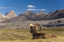 Bighorn sheep resting in Wilcox Pass, Jasper National Park, Alberta Canada. — Stock Photo