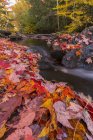Madawaska fluss fließt durch teppich roter apfelblätter entlang weg und turmweg im algonquin park, kanada — Stockfoto