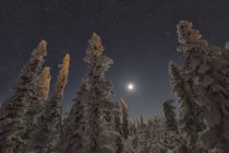 Snow-covered trees and moonlit sky in northern Yukon — Stock Photo