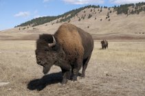Американська bisons на Пасовище у вітер печер національного парку, Південна Дакота, Сполучені Штати Америки. — стокове фото