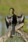 Птица-анхинга сушит крылья на деревянном бревне у озера — стоковое фото