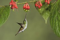 Andean emerald hummingbird flying while feeding at flowering plant in Ecuador. — Stock Photo