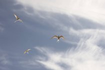 Terne che volano in cielo blu nuvoloso, vista ad alto angolo — Foto stock