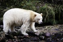 Kermode-Bär steht im großen Bären-Regenwald der britischen Columbia, Kanada — Stockfoto
