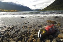 Salmão de sockeye pós-desova deitado na costa do Lago Chilko, Colúmbia Britânica, Canadá — Fotografia de Stock