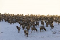 Herd of elks standing in winter in foggy Waterton Lakes National Park, Alberta, Canada. — Stock Photo
