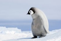 Carino imperatore pinguino pulcino in piedi nella neve su Snow Hill Island, Weddell Sea, Antartide — Foto stock