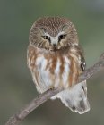 Northern saw-whet owl perched on branch in forest. — Stock Photo