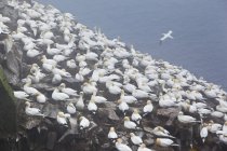 Colony of nesting gannets on foggy morning at Bird Rock on Newfoundland, Canada. — Stock Photo
