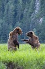 Two grizzly bears playing in green meadow grass. — Stock Photo