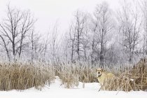 Gelber Labrador Retriever steht im Sumpf in verschneiter Winterlandschaft, Assiniboine Forest, Winnipeg, Manitoba, Canada. — Stockfoto