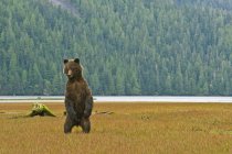 Grizzly bear standing on hind legs in meadow grass. — Stock Photo