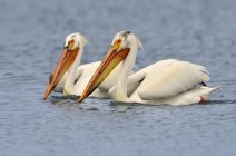 Grandes pelicanos brancos nadando na água, close-up . — Fotografia de Stock