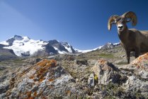 Bighorn sheep posing in front of Mount Athabasca, Jasper National Park, Alberta, Canada — Stock Photo