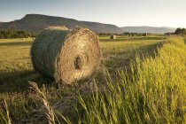 Hay bales in field at Peace country, British Columbia, Canada — Stock Photo