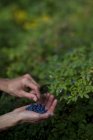 Мужские руки собирают ягоды из зеленых кустов — стоковое фото
