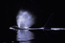 Baleia assassina a emergir na água em British Columbia, Canadá . — Fotografia de Stock