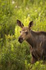 Moose calf in green grass of Algonquin Park, Canada. — Stock Photo