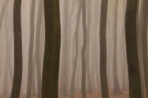 Troncs d'arbres forestiers dans le brouillard près de Francfort, Allemagne — Photo de stock