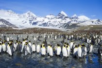 Re pinguini in piedi nel paesaggio montano a Isola della Georgia del Sud, Antartide — Foto stock