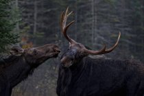 Coppia di alci durante la stagione degli scatti, Algonquin Provincial Park, Ontario, Canada . — Foto stock