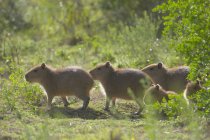 Capybaras marchant sur l'herbe des prés à Rocha, Uruguay, Amérique du Sud — Photo de stock