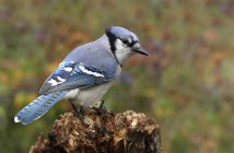 Blue jay bird perched on autumnal tree stump, close-up. — Stock Photo