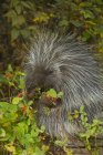 Porcupine nibbling on wild rose hips in autumn, Montana, USA — Stock Photo