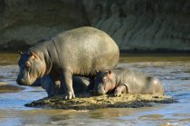 Hippopatamus con ternera bañándose en el río en la Reserva Masai Mara, Kenia, África Oriental - foto de stock