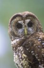 Northern spotted owl sitting outdoors, portrait. — Stock Photo