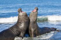 Os touros-foca-elefante-do-sul lutam por território na praia . — Fotografia de Stock