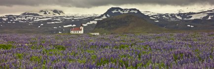 Церковь Ингьялдсхолл на лупиновом поле у Хеллиссандура, Исландия — стоковое фото