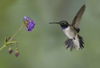 Black-chinned hummingbird flying by flower in forest. — Stock Photo