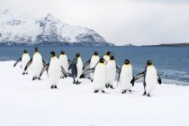 Pingüinos rey holgazaneando en la playa nevada de la Isla de Georgia del Sur, Antártida - foto de stock