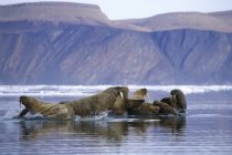 Morses de l'Atlantique qui pataugent sur la banquise, archipel du Svalbard, Arctique norvégien — Photo de stock