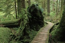 Passerella del cedro attraverso Carmanah Valley, Vancouver Island, British Columbia, Canada . — Foto stock