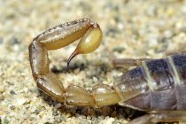 Nördlicher Skorpion telson Schwanz Stachel Nahaufnahme mit Gift tropft von der Spitze. — Stockfoto