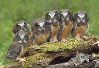 Northern saw-whet owl chicks perched on mossy log, close-up — Stock Photo